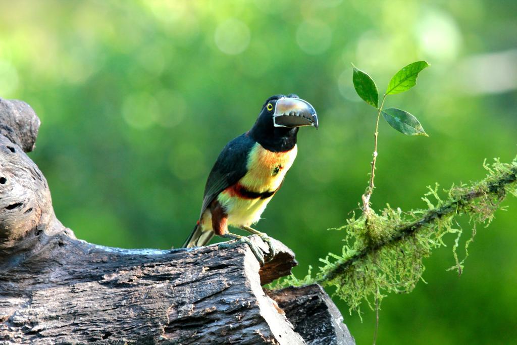 Green Corner Cahuita Ngoại thất bức ảnh