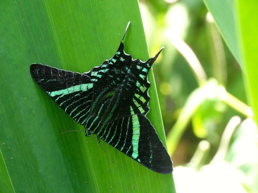 Green Corner Cahuita Ngoại thất bức ảnh