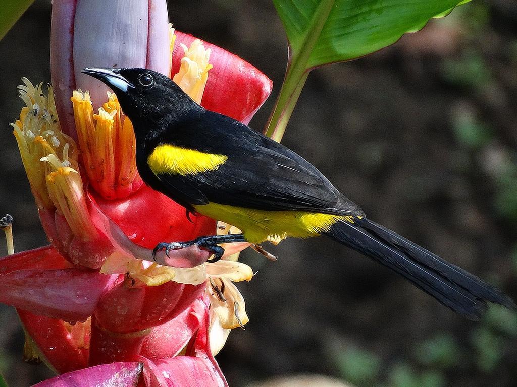 Green Corner Cahuita Ngoại thất bức ảnh