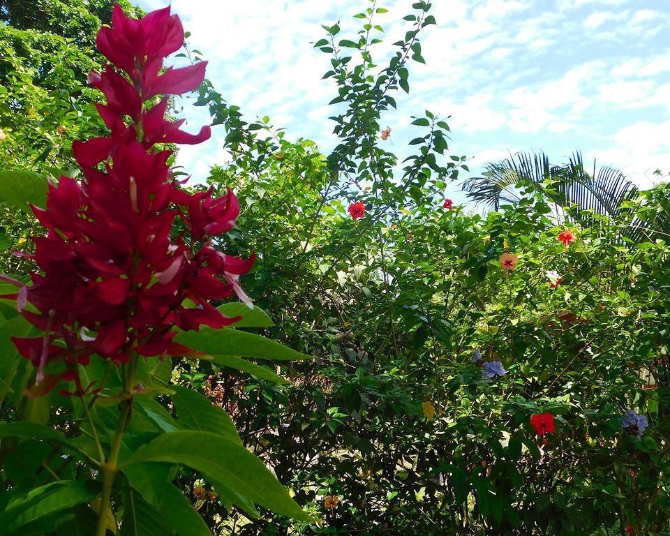 Green Corner Cahuita Ngoại thất bức ảnh