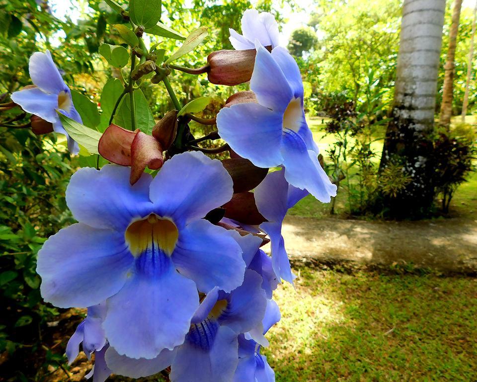 Green Corner Cahuita Ngoại thất bức ảnh