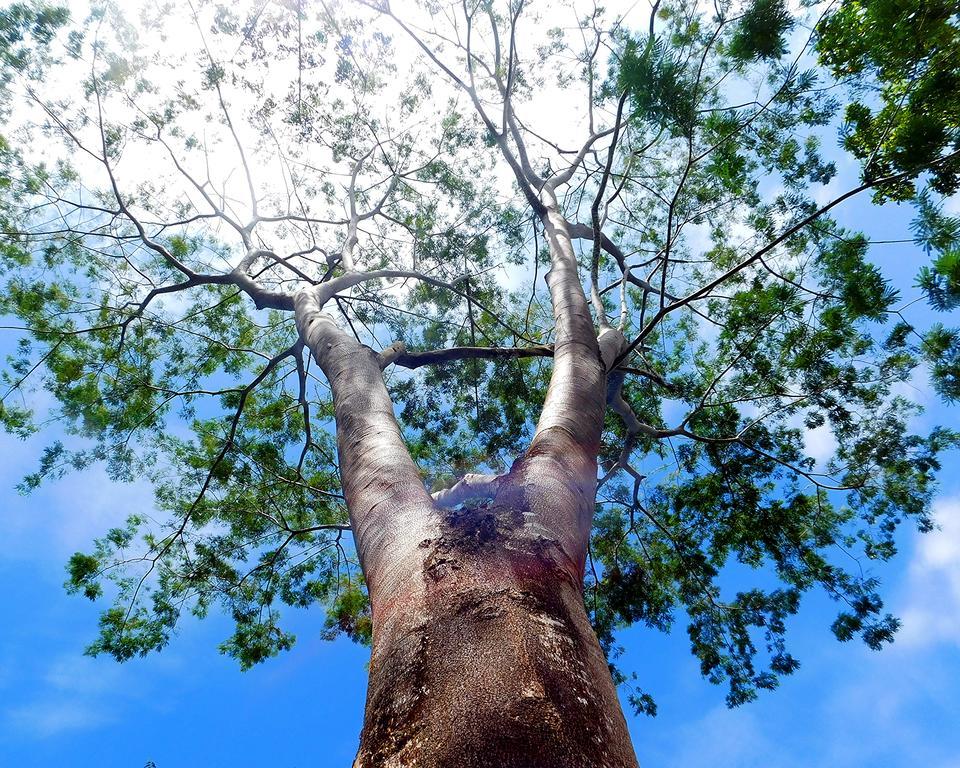 Green Corner Cahuita Ngoại thất bức ảnh